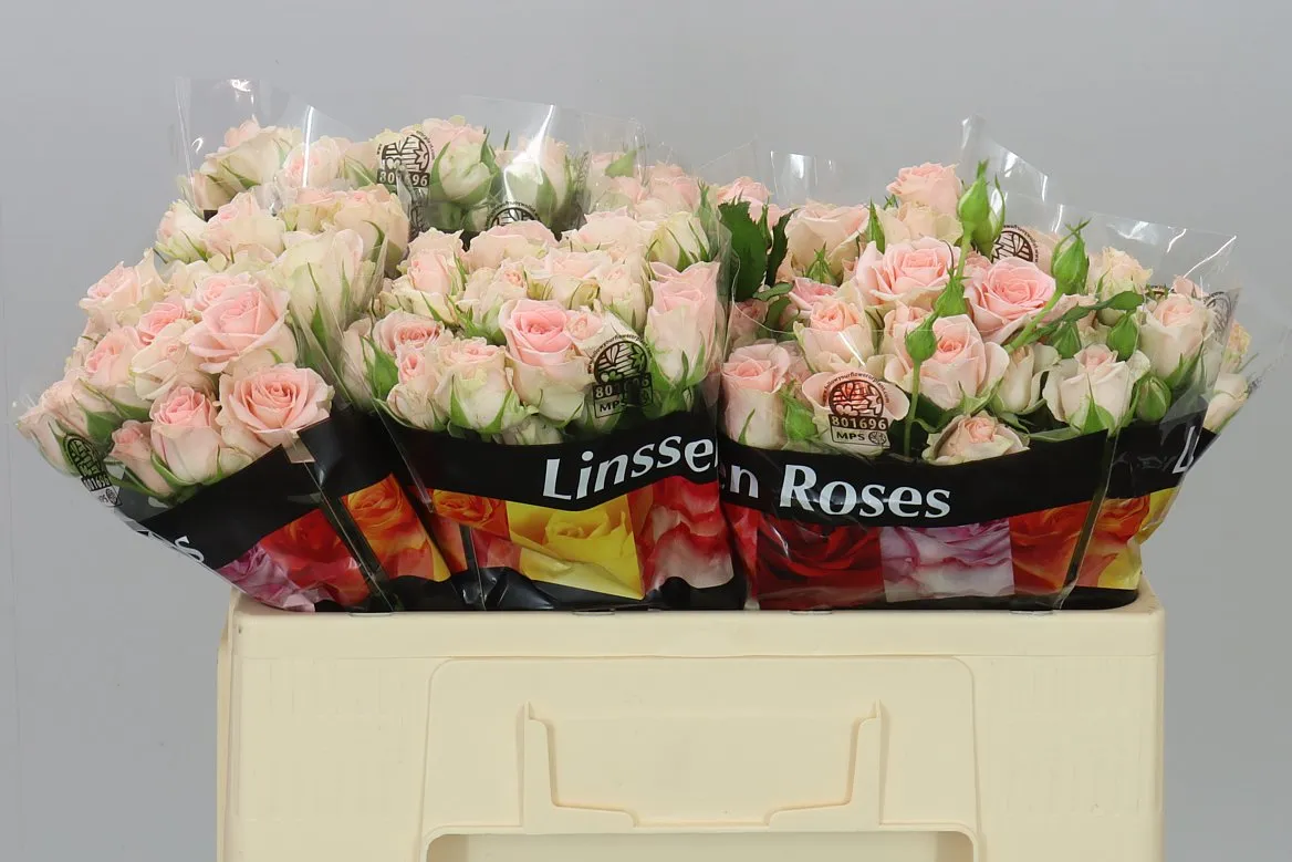 Rosa Tr Sweet Sara • 50 cm