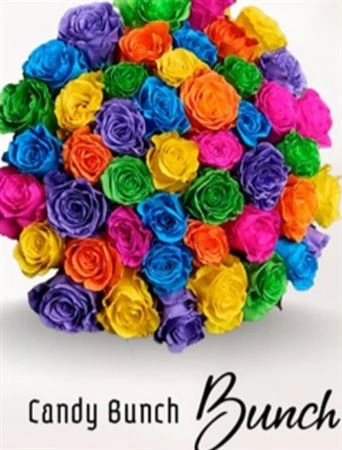 Ruža farbená Candy Bunch, Ekvádor • 50 cm