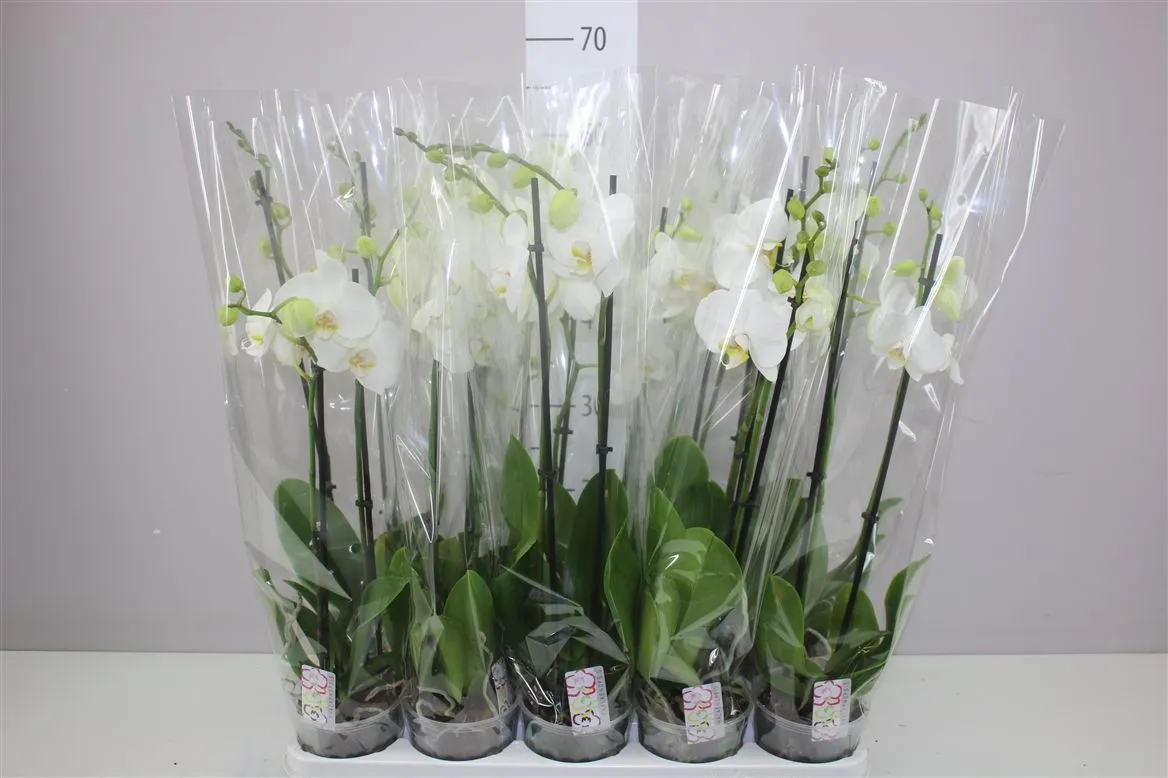 Orchidea Phalaenopsis biela 14+, 2 výhony • črepník 12 cm