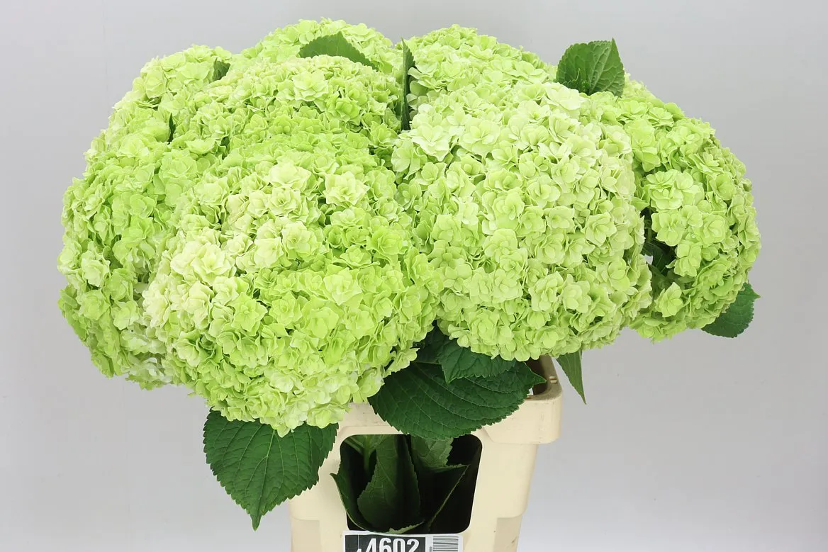 Hortenzia Highness Classic • 65 cm