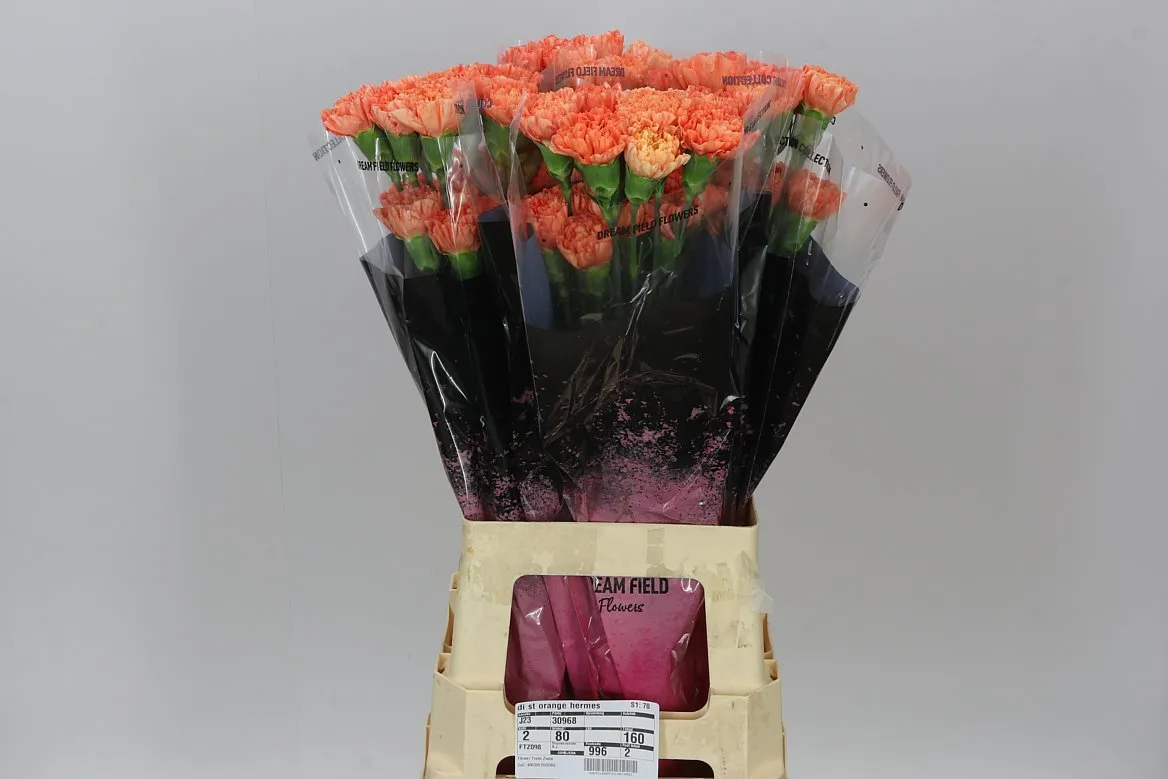 Di St Orange • 70 cm