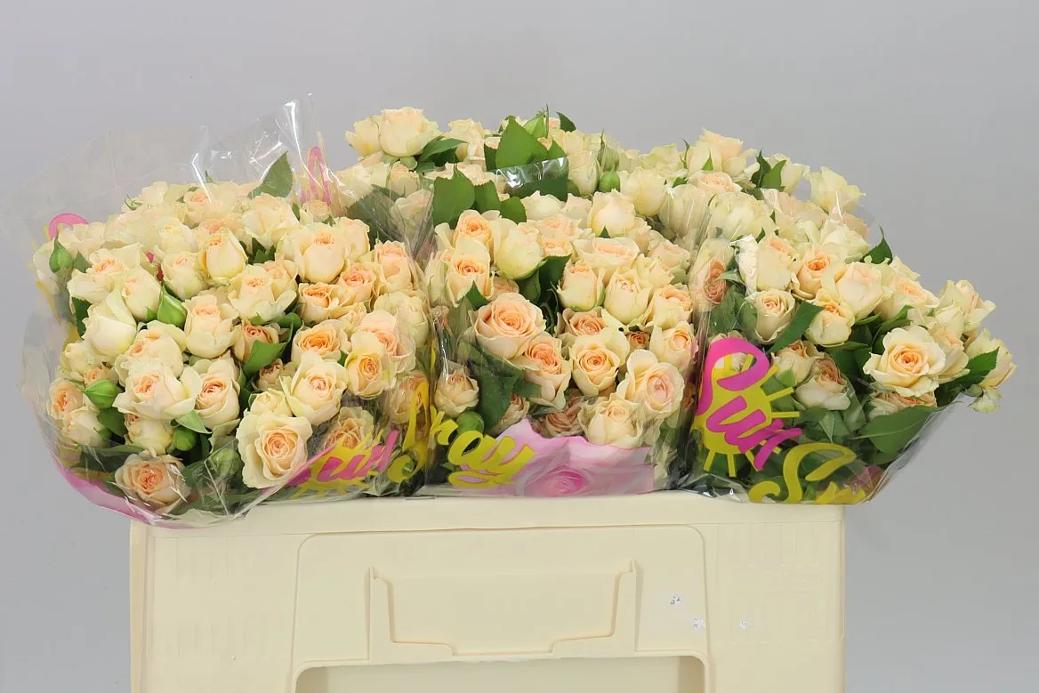 Rosa Tr Sancerre • 50 cm