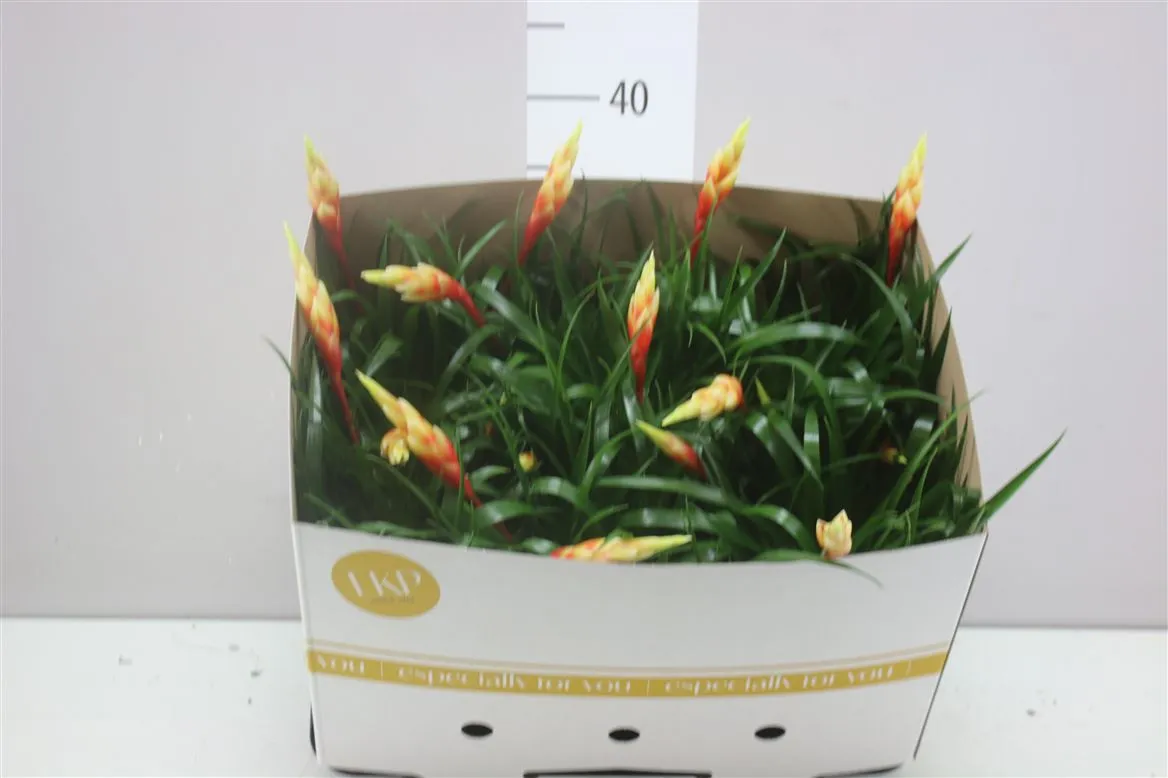 Vriesea Multi Shannon • črepník 12 cm