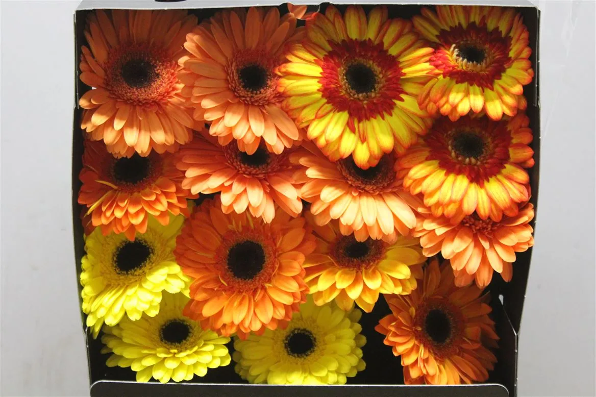 Gerbera Diamond mix Orange • 55 cm