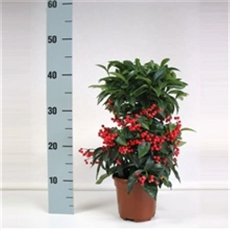 Ardisia Crenata Red • črepník 14 cm