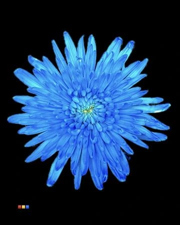 Chryzantéma veľkokvetá Topspin Light Blue • 70 cm