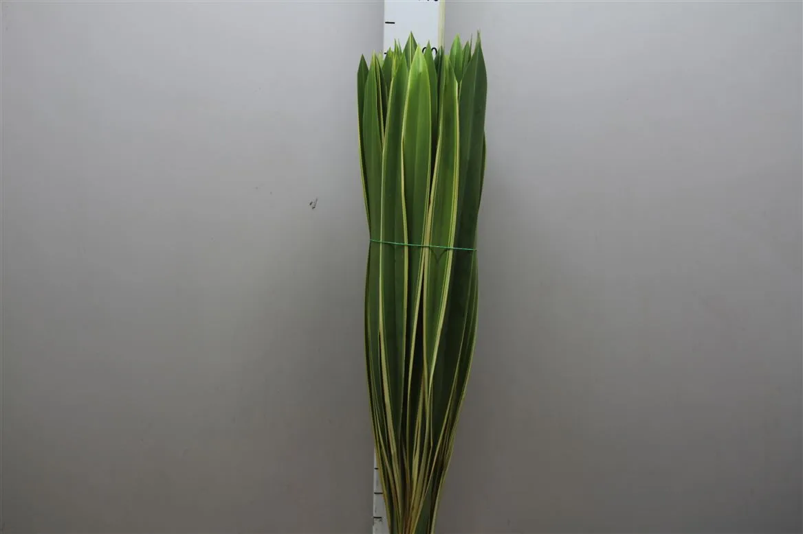 Phornium Bonte • 100 cm