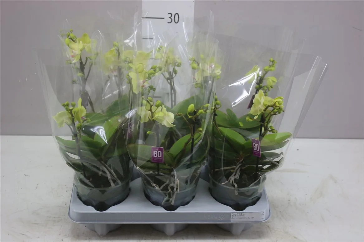 Phal Mtfl Geel 2 Tak • črepník 12 cm