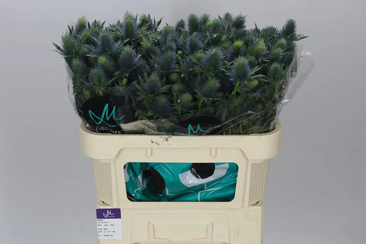Eryngium Supernova • 70 cm