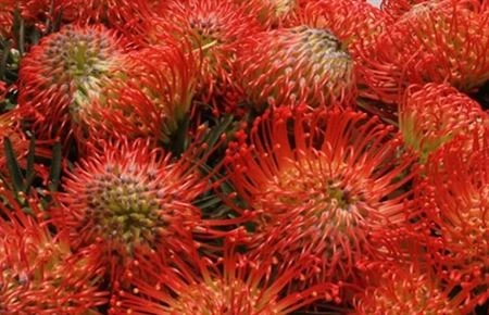 Leucospermum Succession • 40 cm