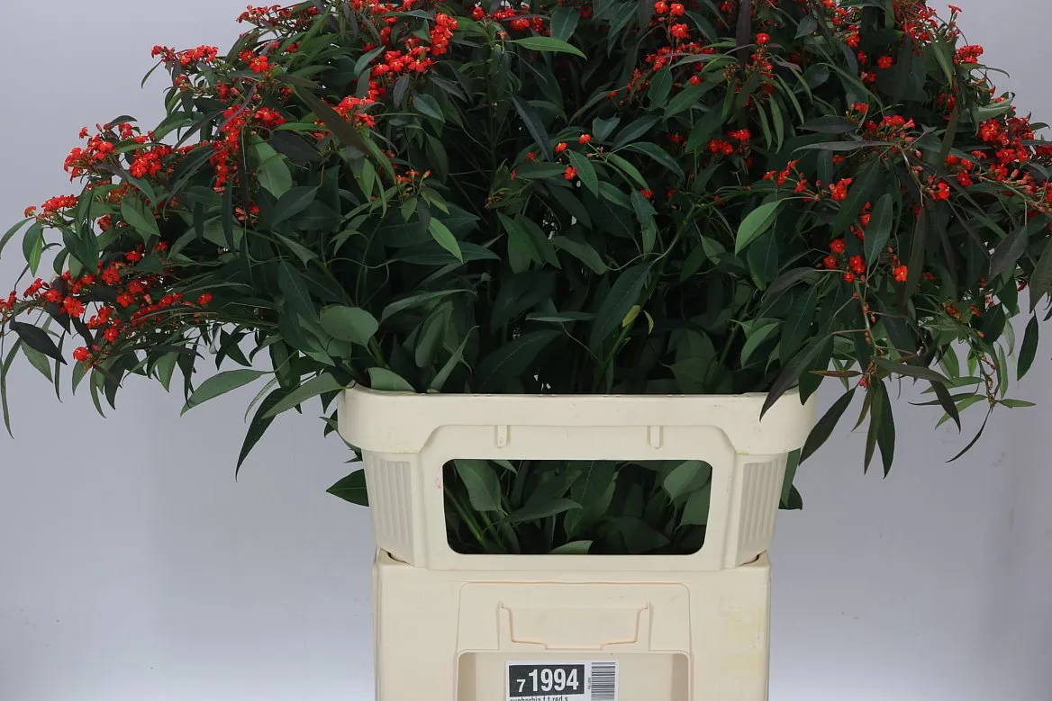 Euphorbia F T Red Surprise • 75 cm