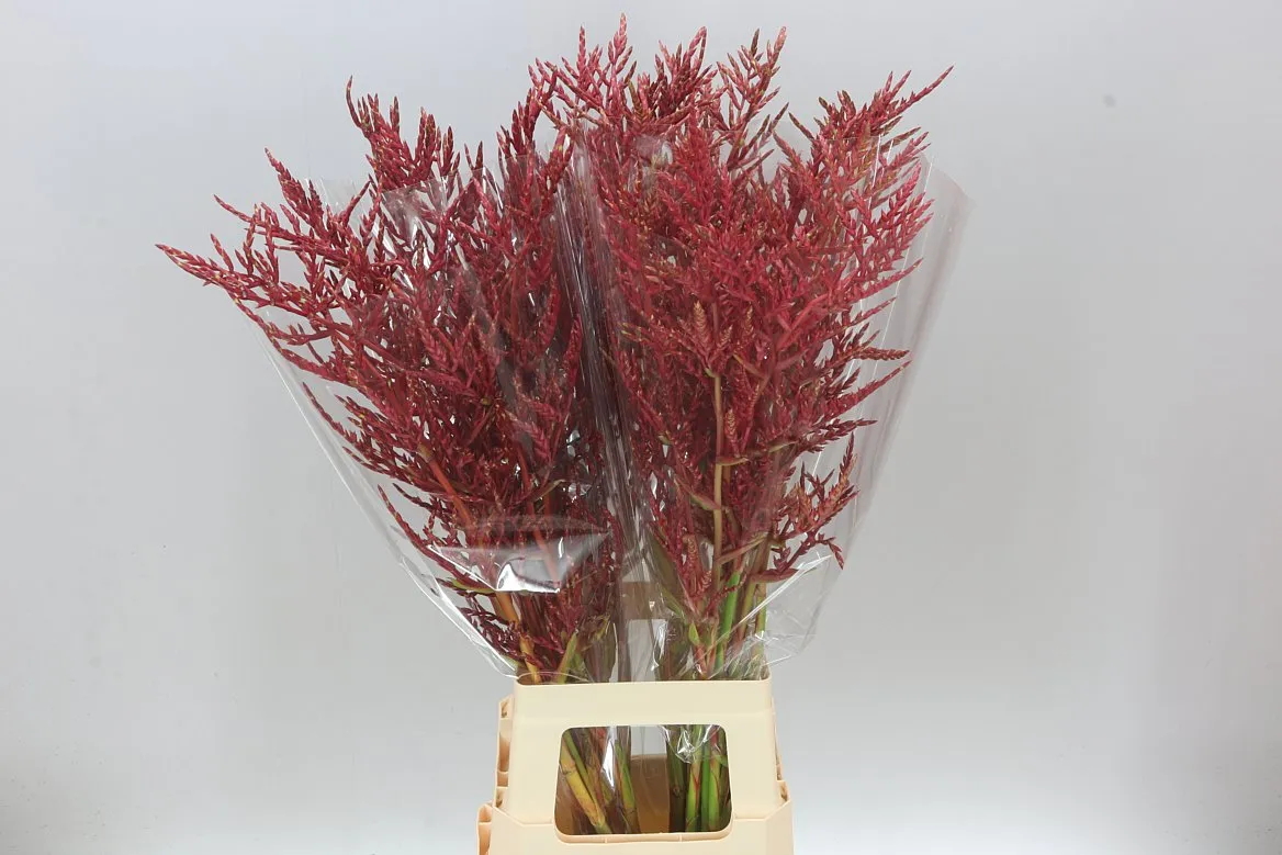 Bromelia Red Paloma • 90 cm