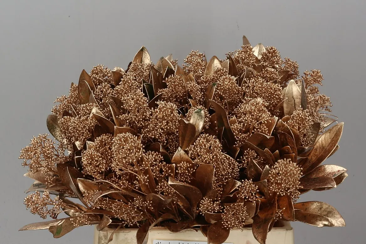 Skimmia farbená Gold Old Antique • 45 cm