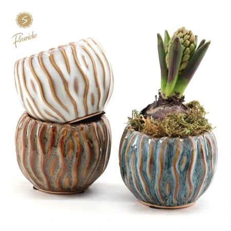Hyacinth mix 1625 Squiggle Pot M • črepník 9 cm