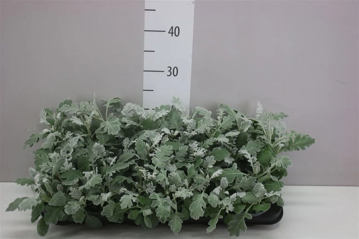 Senecio Cineraria • črepník 9 cm