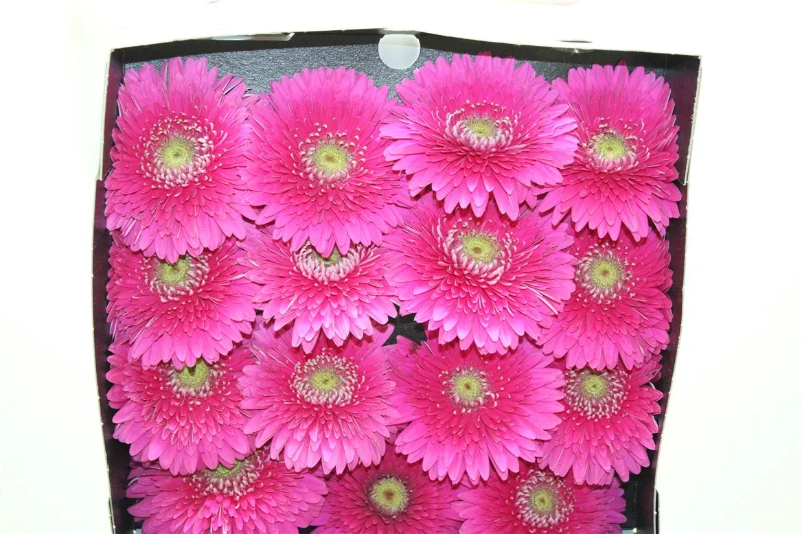 Gerbera Diamond Pomp Magic Ball • 55 cm
