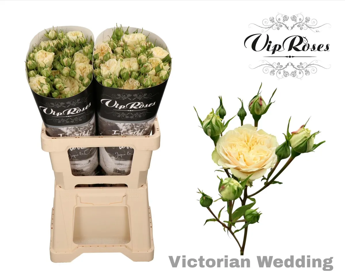 R Tr Victor Wedding+ • 60 cm