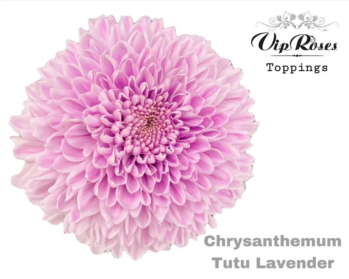 Chryzantéma veľkokvetá Tutu Lavendel • 70 cm