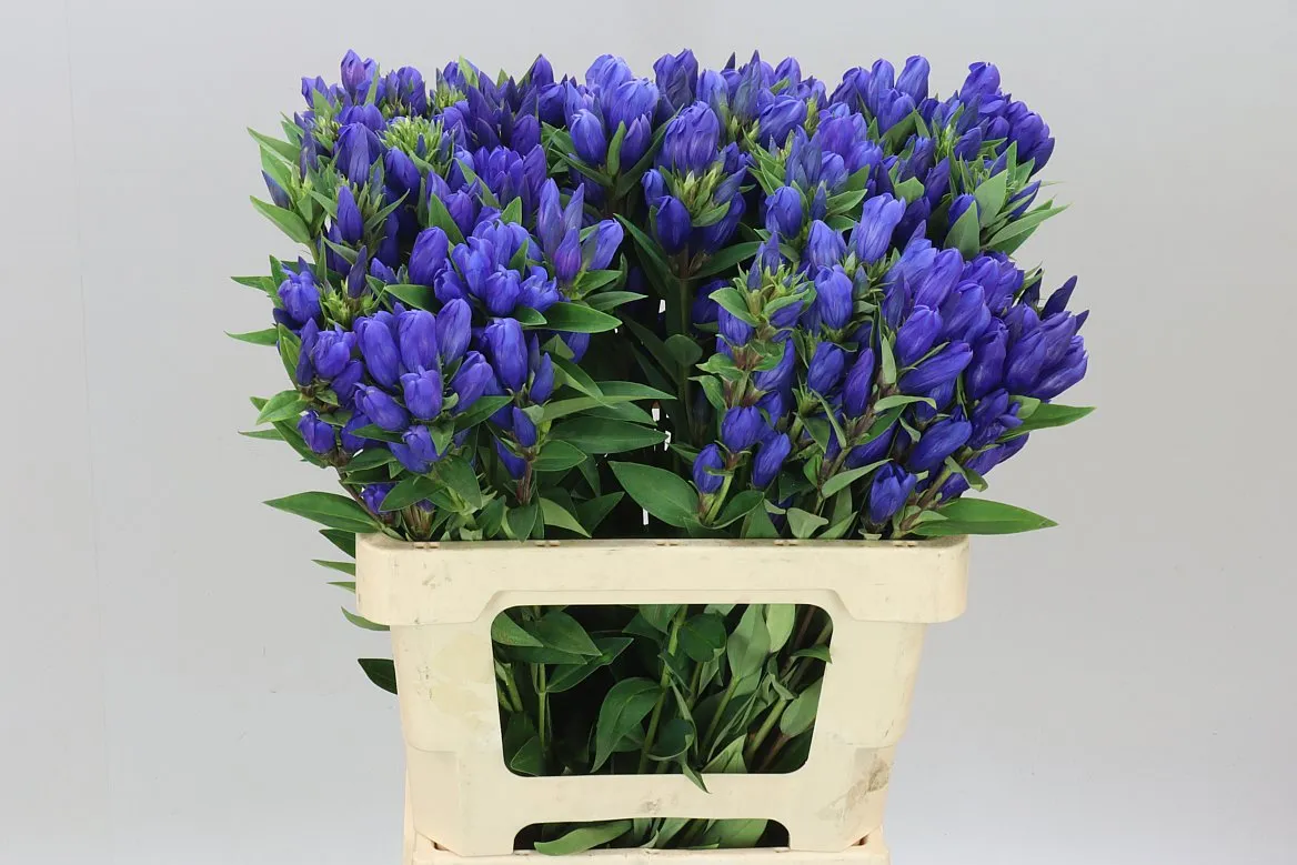 Gentiana Bluebells • 60 cm
