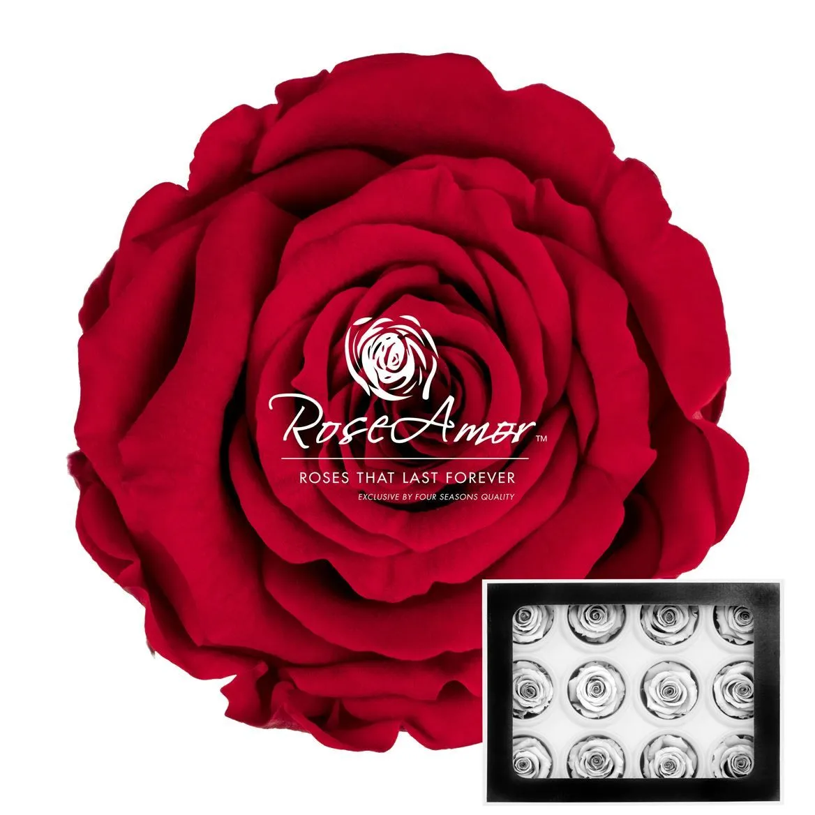 Stabilizovaná ruža S ⌀ 4 cm, červená RED02