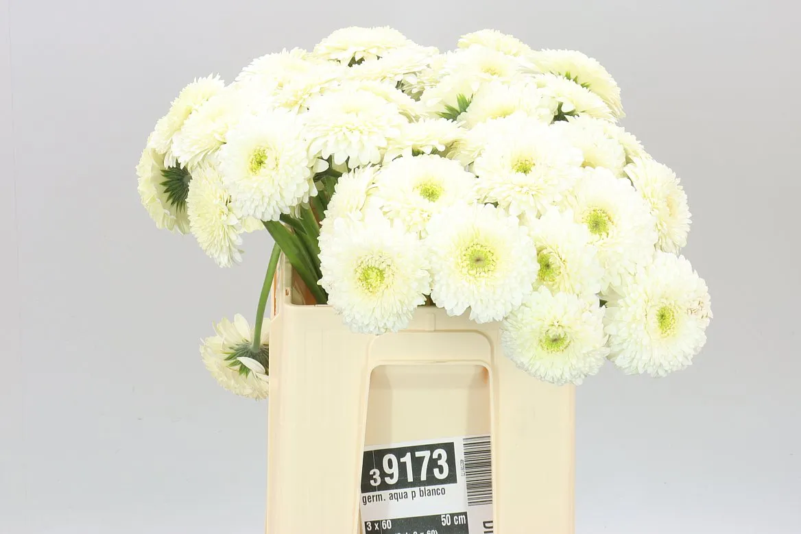 Germini Aqua P Blanco • 50 cm