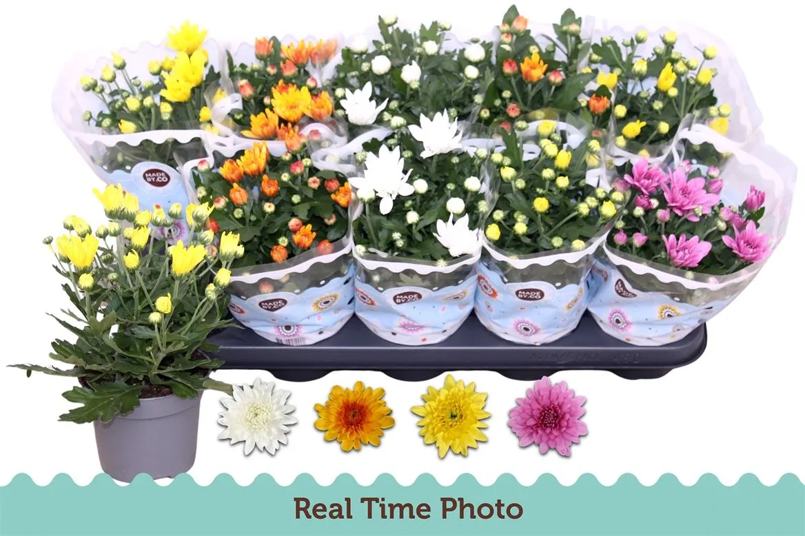 Chrysanth Gemengd Gevuld • črepník 12 cm