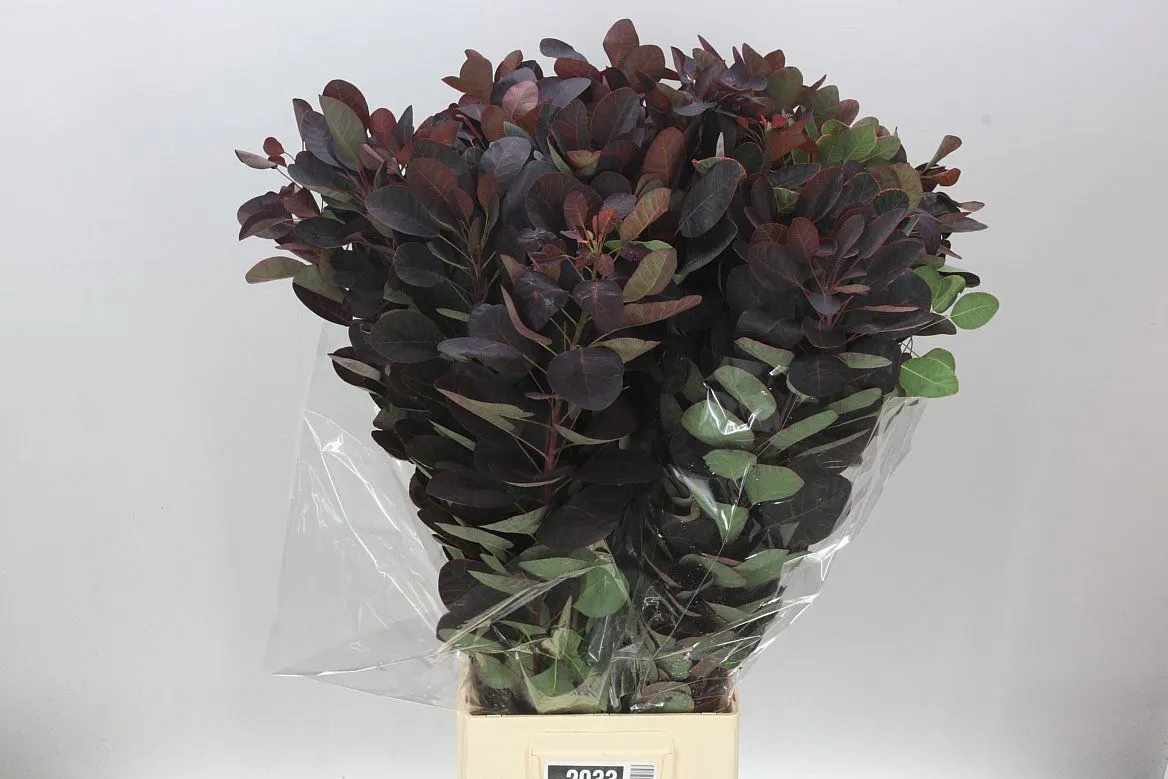 Cotinus By The Bunch • 65 cm
