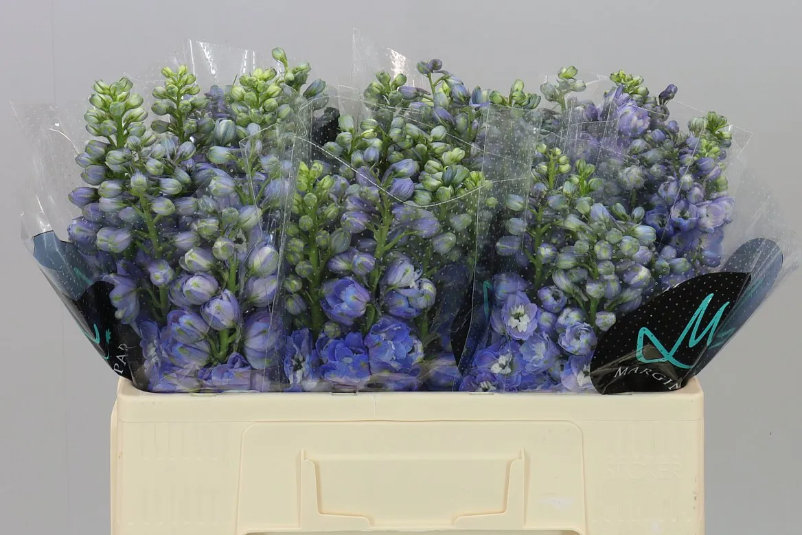 Stračonôžka Elatum Guardian Blue • 50 cm