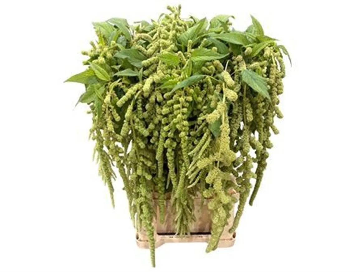 Amaranthus Ca Green Pearl • 80 cm