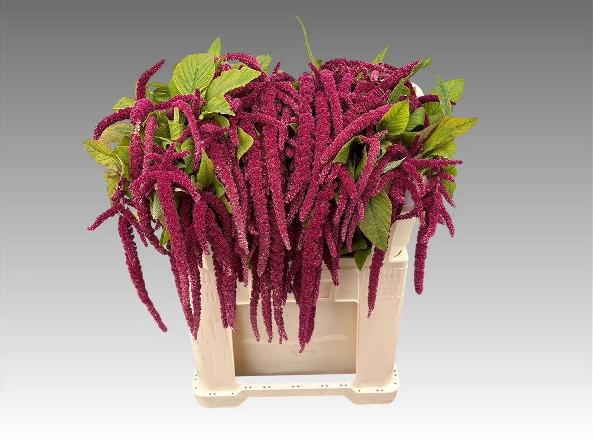 Amaranthus Ca Red Cord • 70 cm