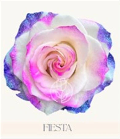 Ruža farbená Fiesta, Ekvádor • 50 cm