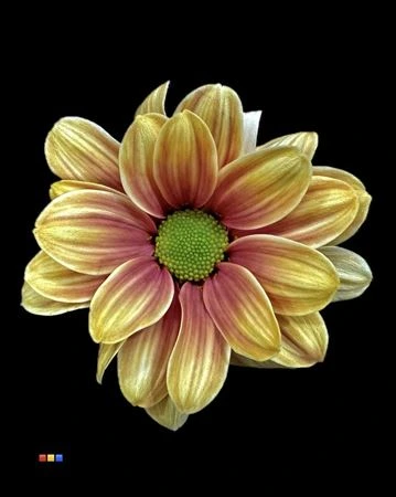 Chryzantéma trsová Kennedy Camel • 70 cm