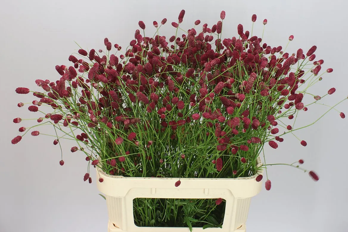 Sanguisorba Off Arnhem • 90 cm