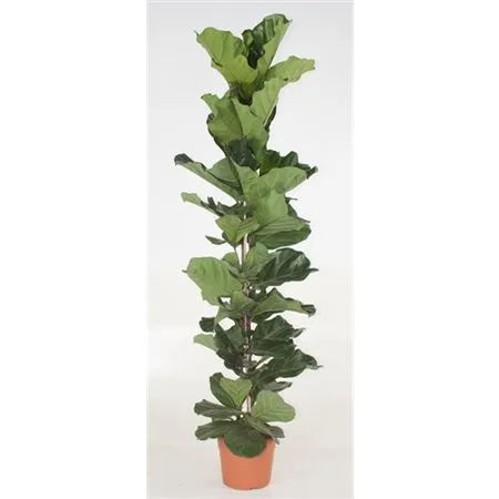 Ficus Lyrata 1pp • črepník 30 cm