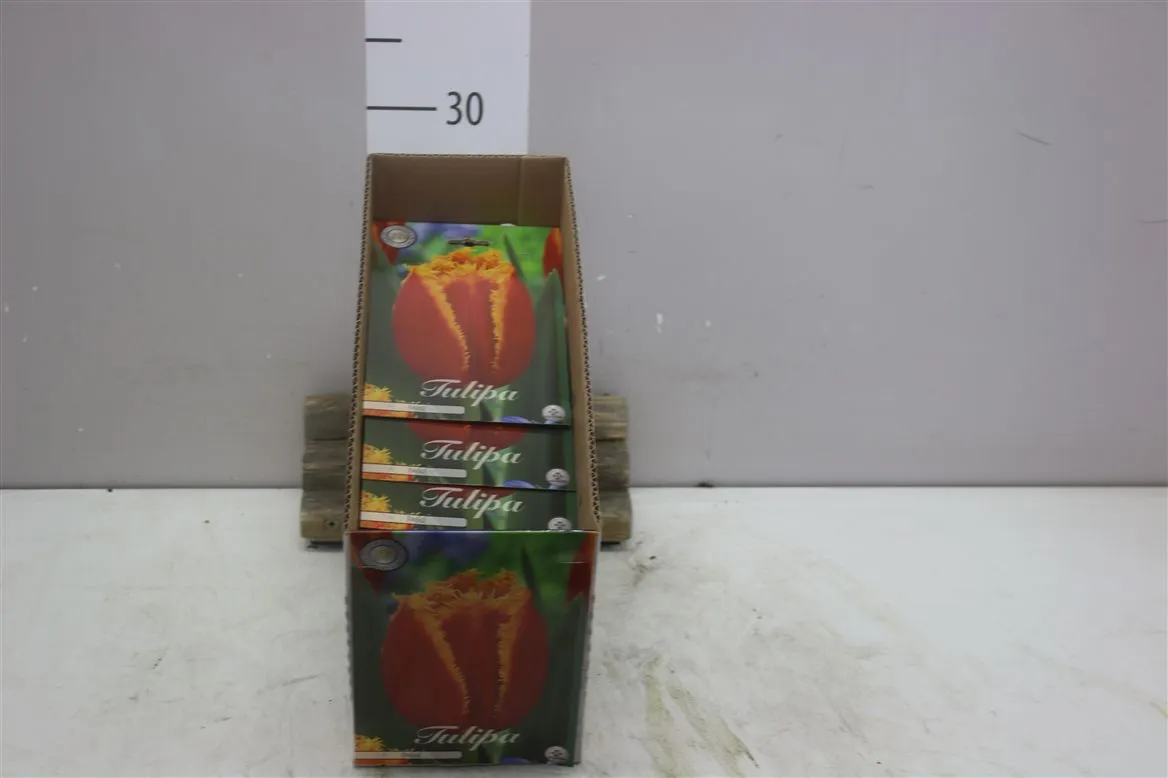 Bol Tulp Fringed Fabio X7