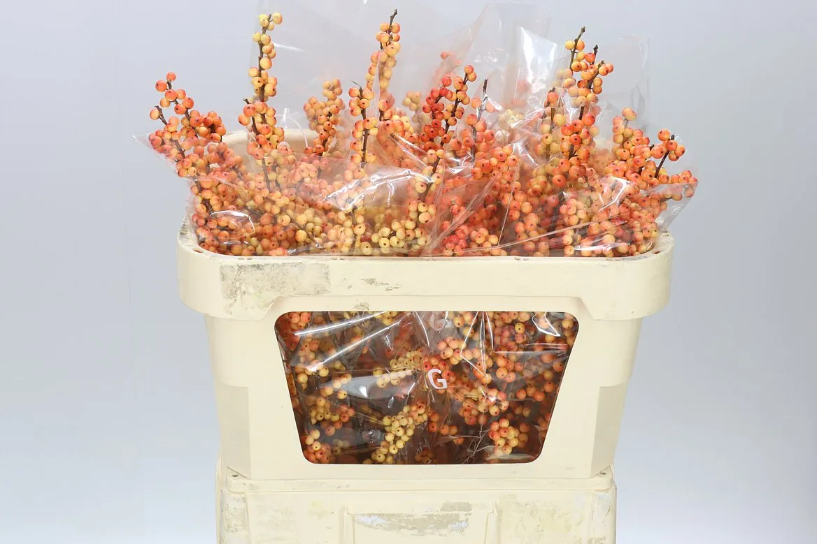 Ilex Julia Victoria • 70 cm