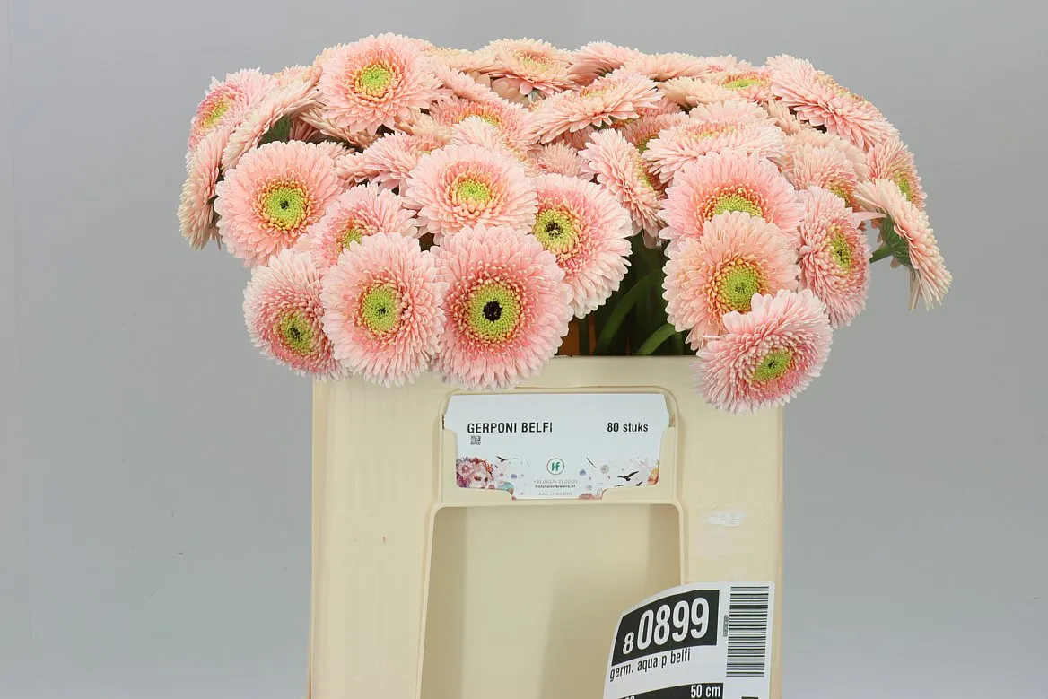 Germini Aqua P Belfi • 50 cm