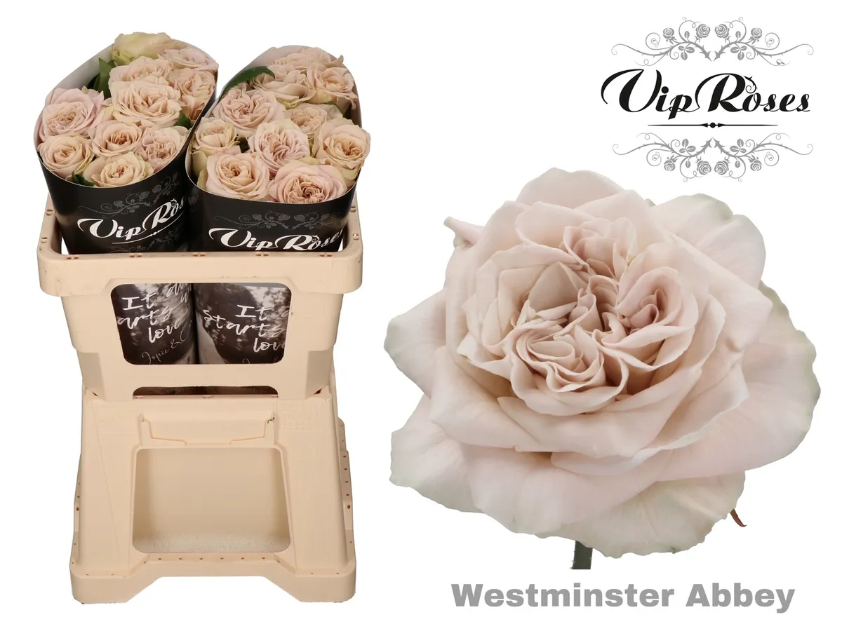 R Gr Wminster Abbey! X20 • 50 cm