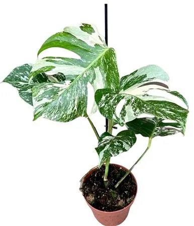 Monstera Deliciosa Variegata Polen • črepník 17 cm