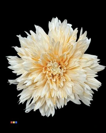 Chryzantéma veľkokvetá Undercover Pastel Orange • 70 cm