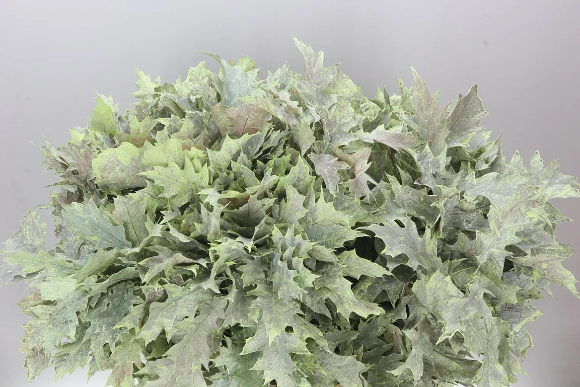 Quercus farbený Green • 80 cm