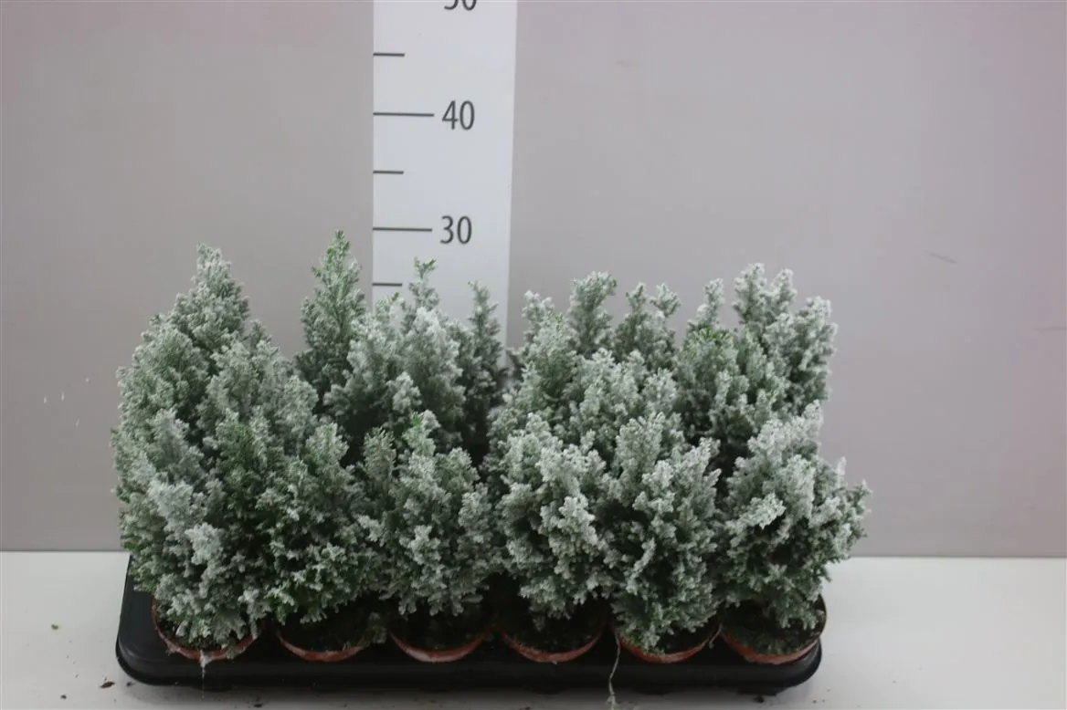 Chamaecyparis La Ellwoodii Snow • črepník 9 cm