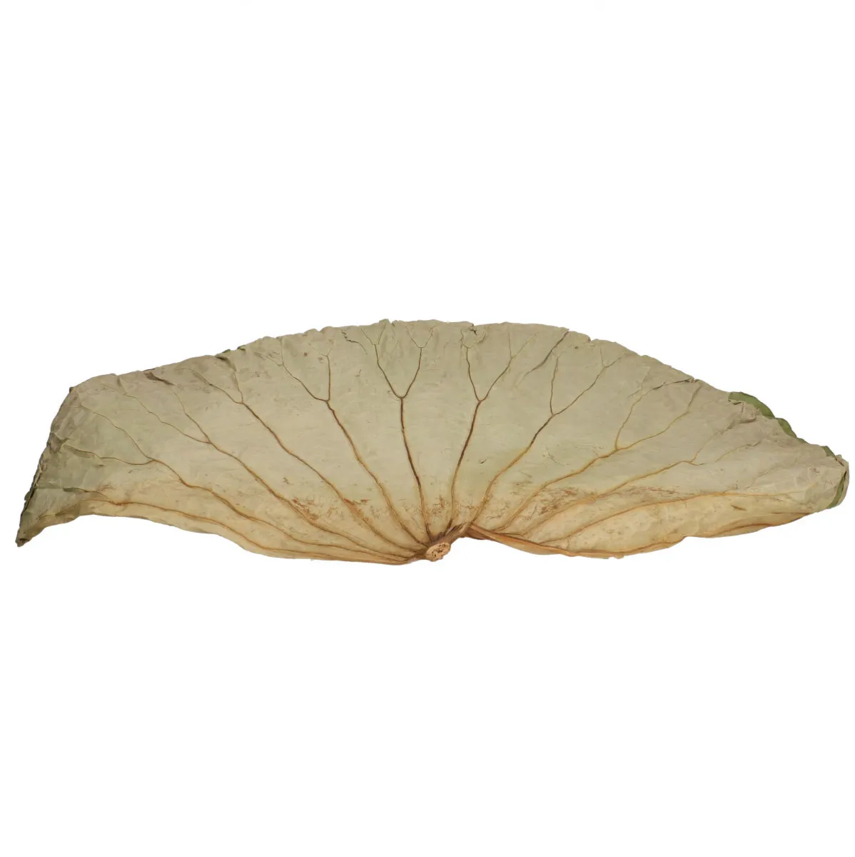 Lotosové listy zelené 60 × 35 cm