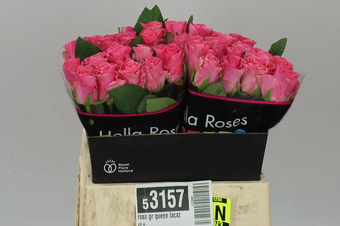 Ruža Queen Tacazzi+ • 40 cm