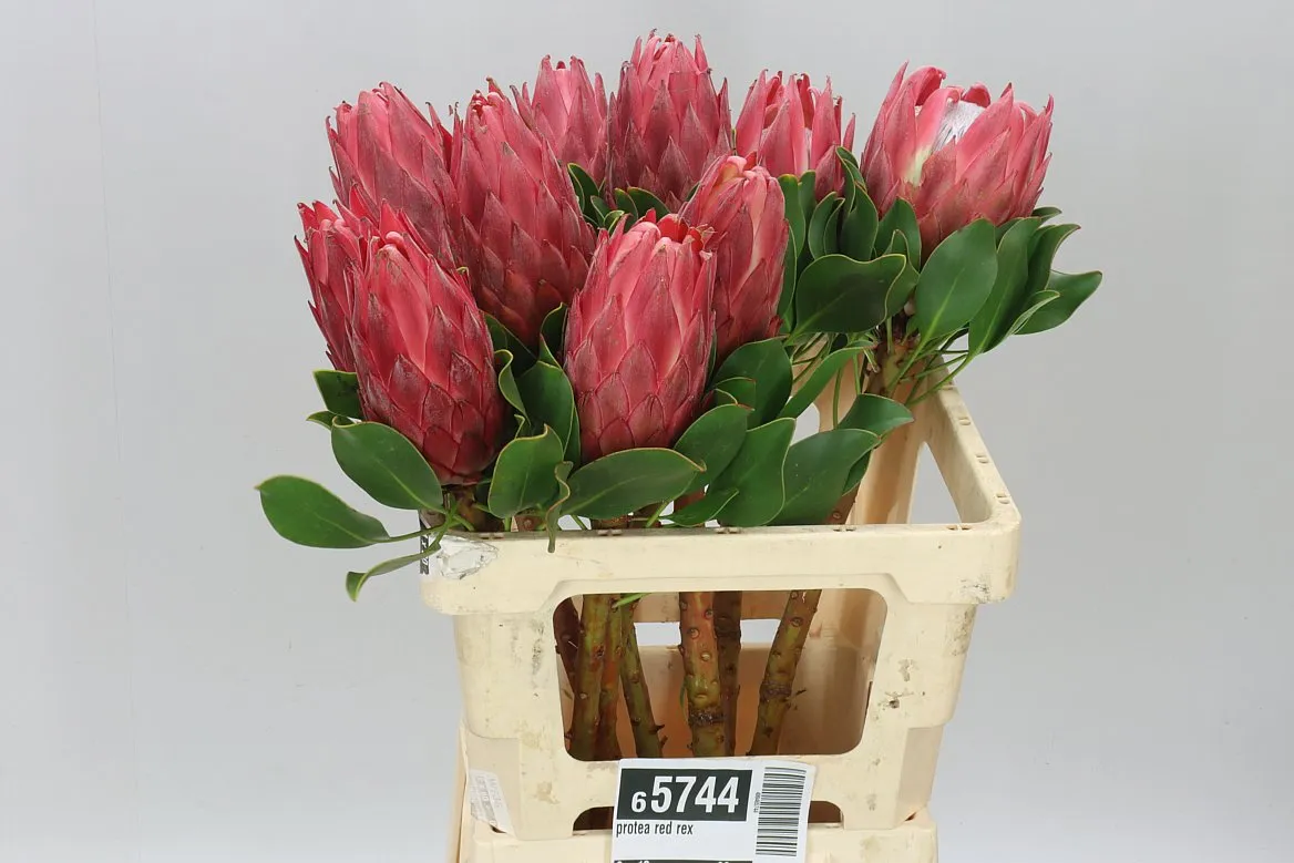 Protea Red Rex • 60 cm
