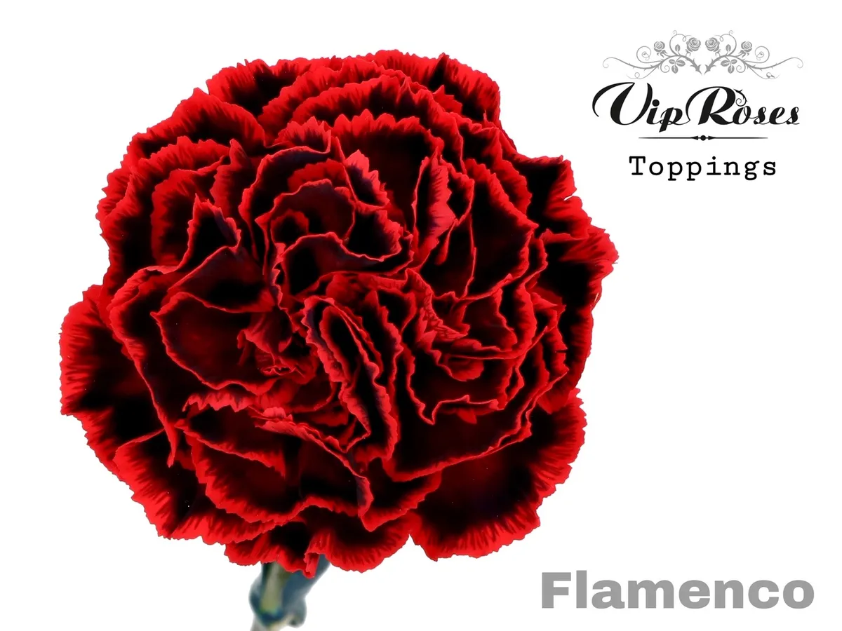 Di St Flamenco • 60 cm