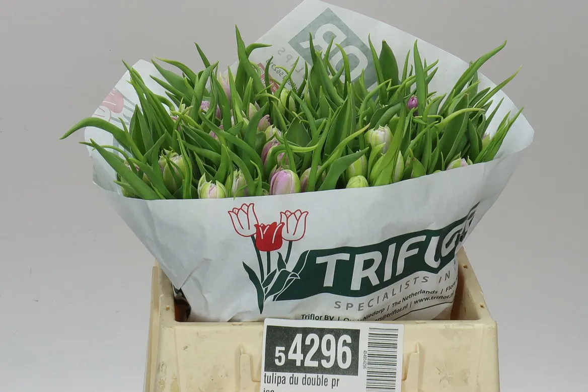 Tulipán plnokvetý Double Price • 37 cm