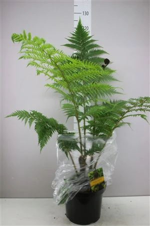 Cyathea Cooperi Xl • črepník 29 cm