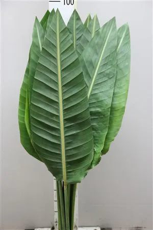 Strelitziablad • 100 cm