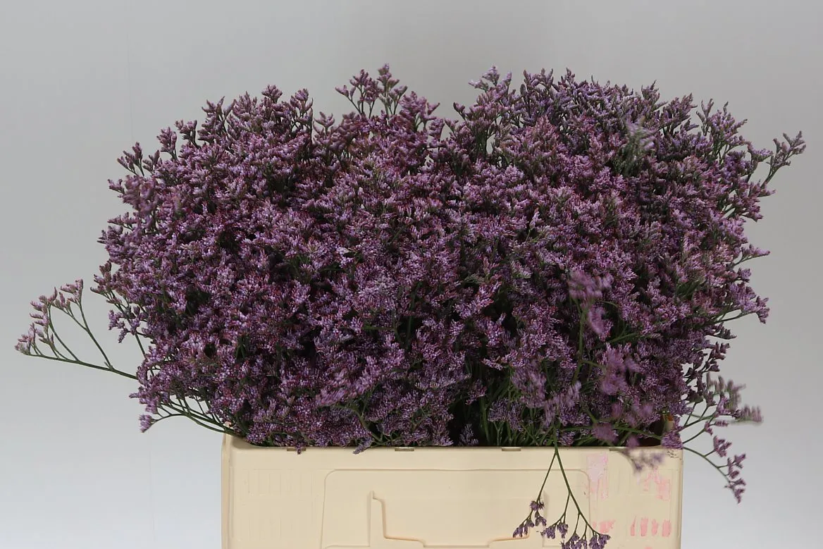 Limónium Saf Lilac • 60 cm